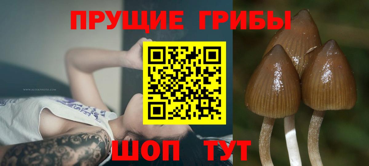 наркотики  Вход с VPN  Лениногорск  Галлюциногенные грибы Psilocybine cubensis 